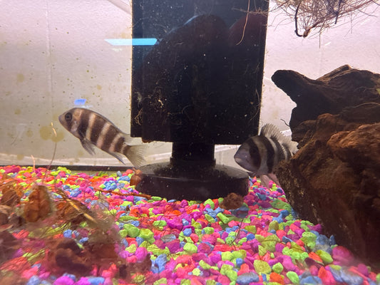 Frontosa