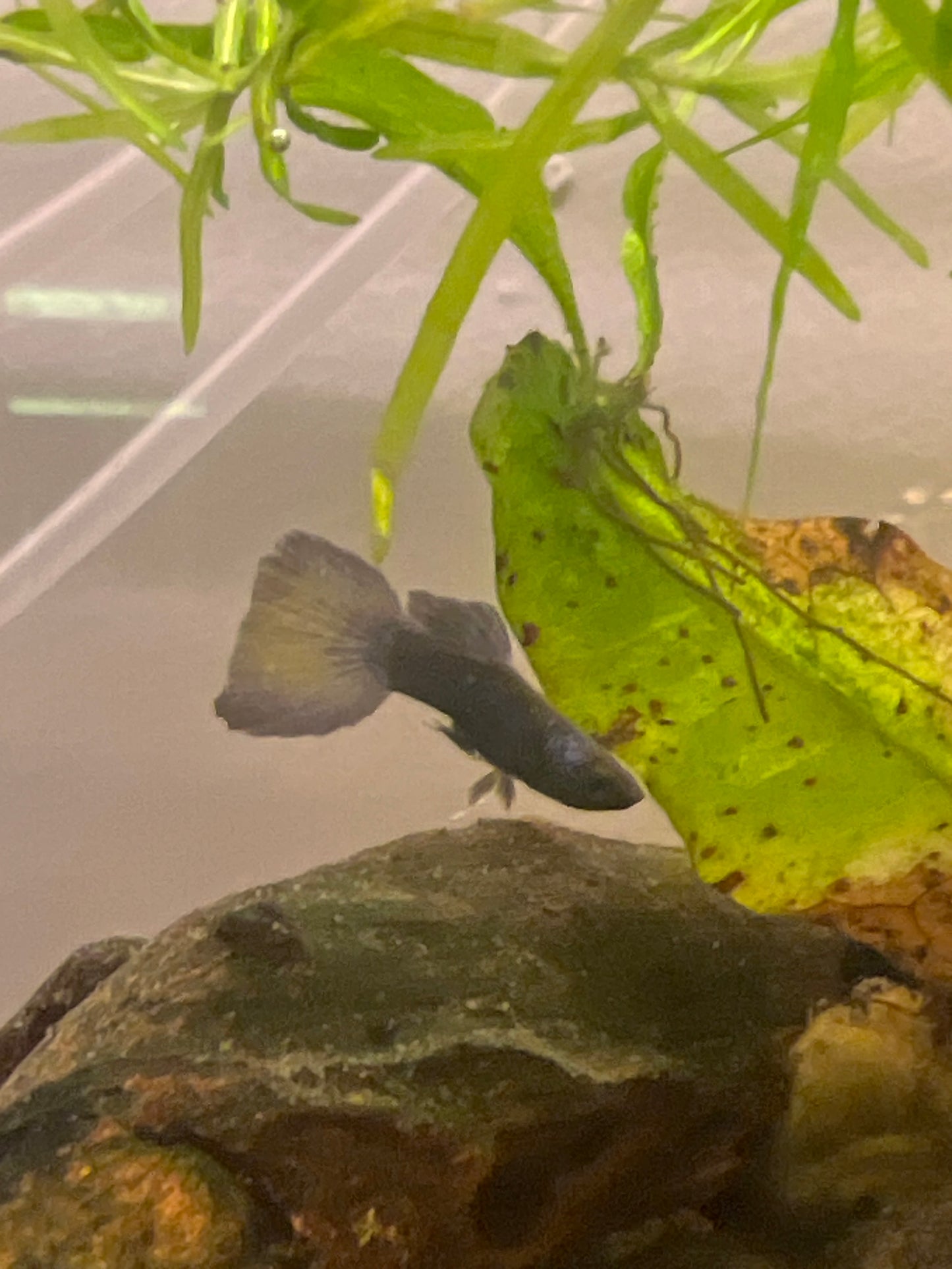 Blue Moscow Delta Guppy (Male)