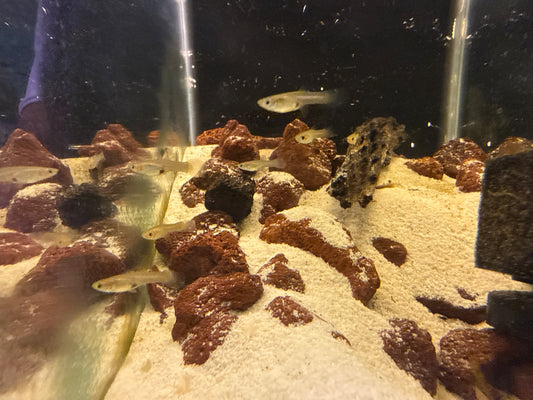 Feeder Guppy