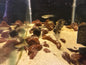 Feeder Guppy