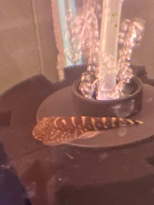 Hillstream Borneo Yellowfin Loach