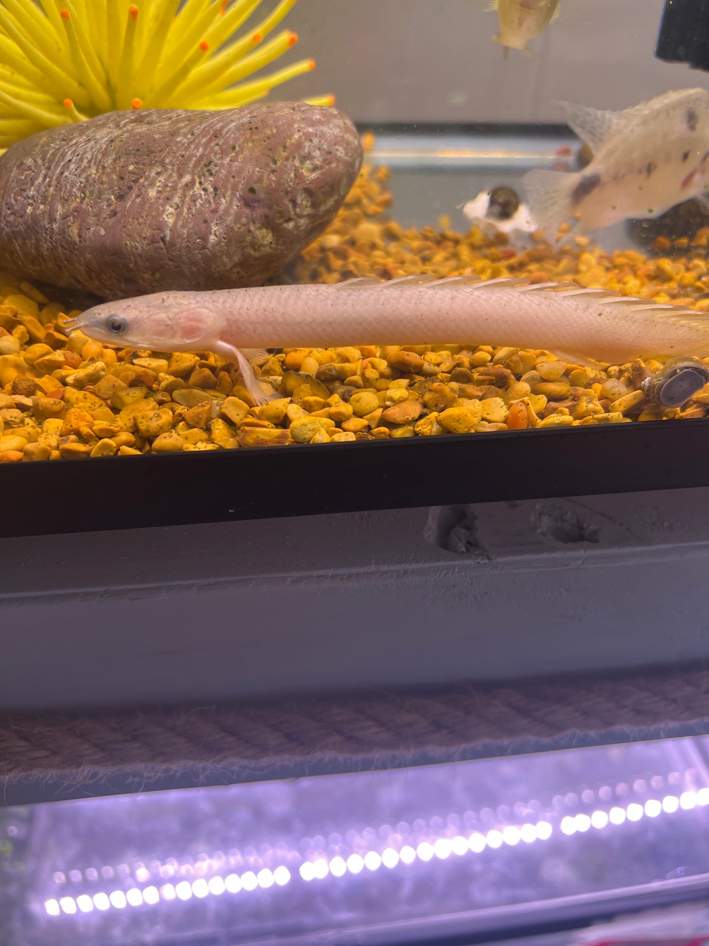 Bichir Senegalus Wild