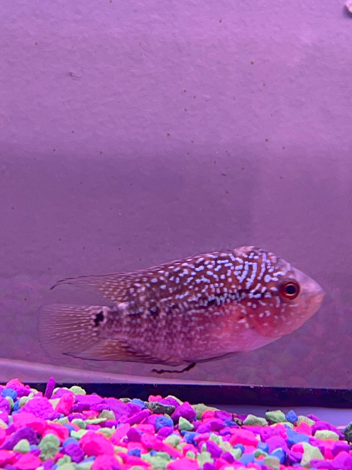 Red thunder flowerhorn hybrid