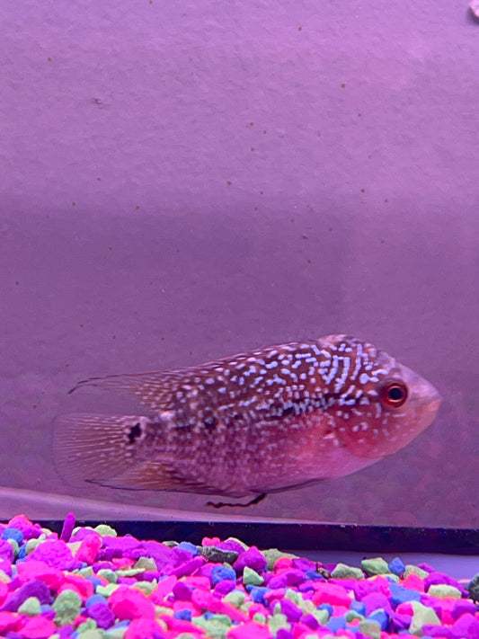 Red thunder flowerhorn hybrid