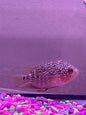Red thunder flowerhorn hybrid