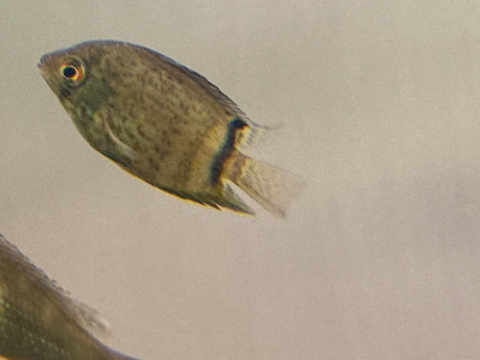 Green Severum 2”