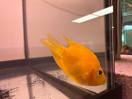 Yellow Parrot Cichlid