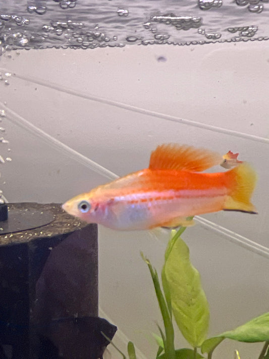 Pineapple Swordtail