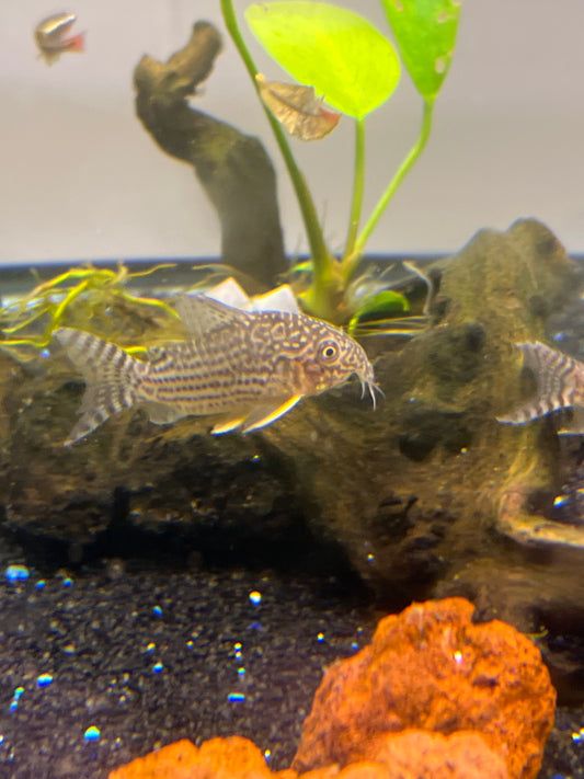 Sterbai Corydoras