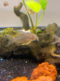 Sterbai Corydoras