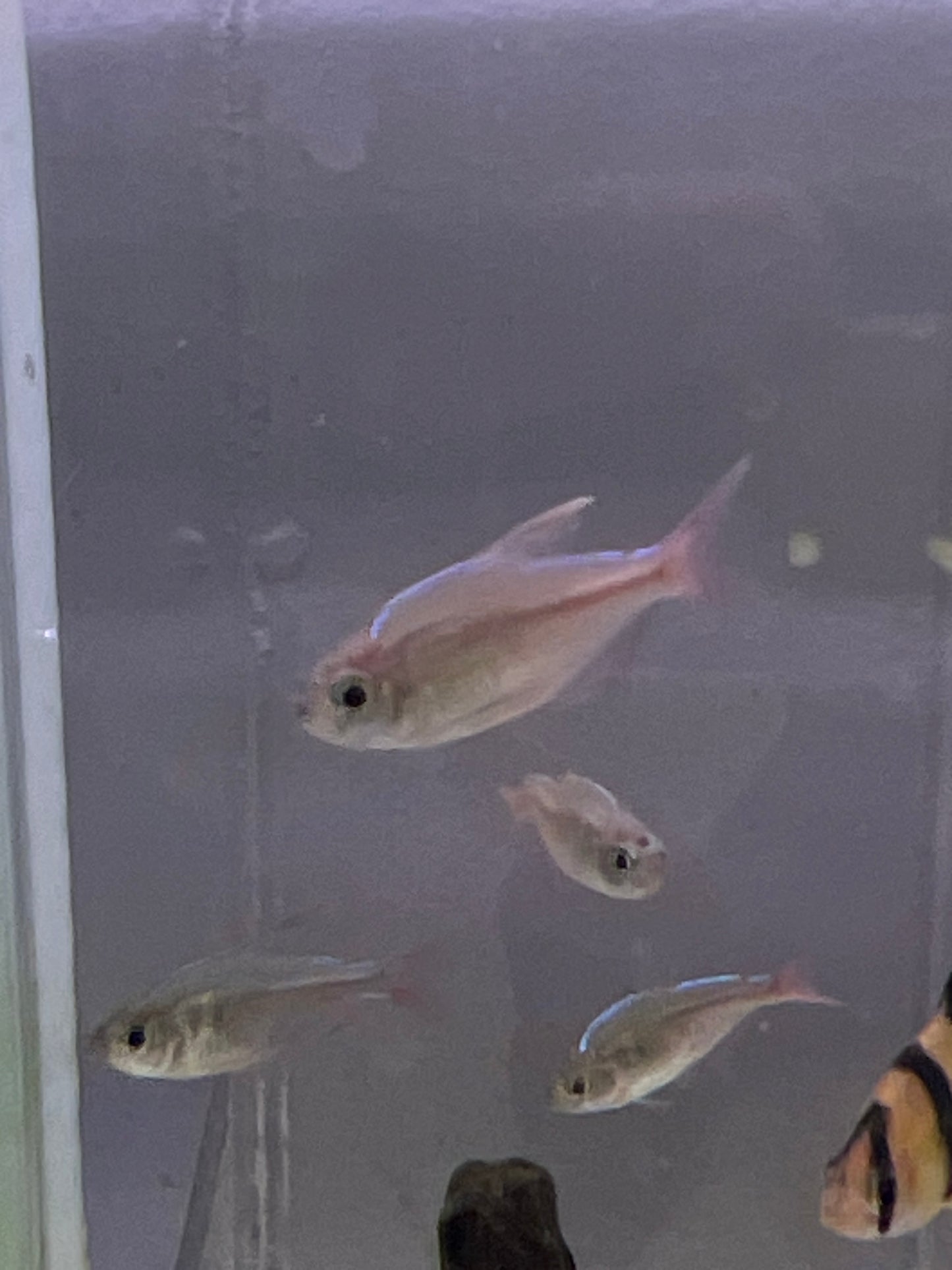 Red and Blue Columbian Tetra