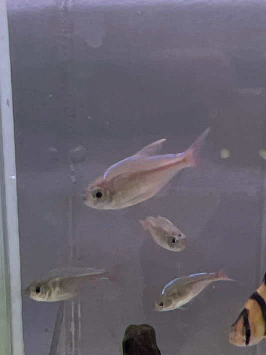 Red and Blue Columbian Tetra