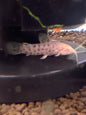 Hoplo Catfish Albino