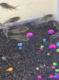 Pygmy Corydora