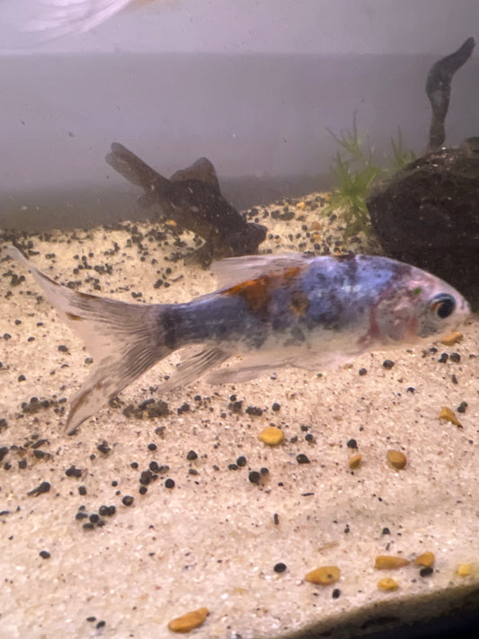 Shubunkin Goldfish