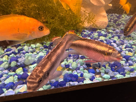 Kribensis Cichlid