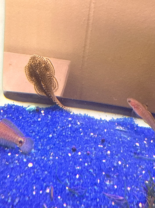 Reticulated Hillstream Loach