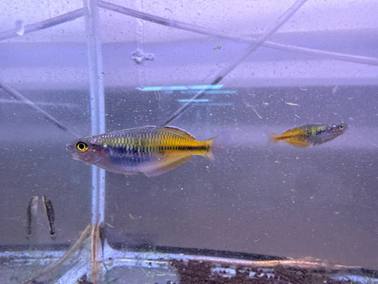 Boesemani Rainbow