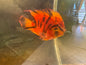 Tiger Parrot cichlid hybrid