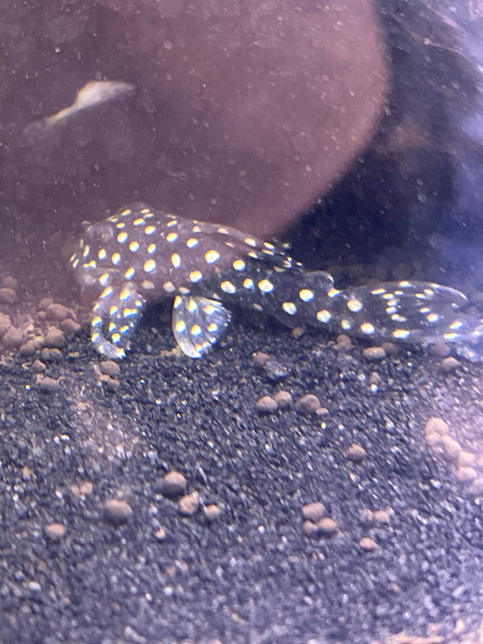 Snowball L201 Pleco