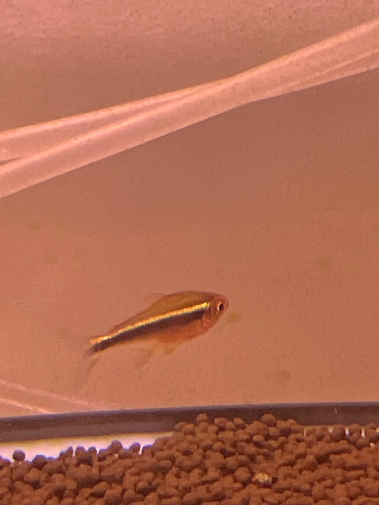 Black Neon Tetra