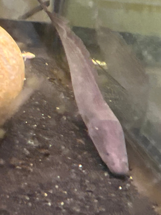 Aba Aba Knife Fish