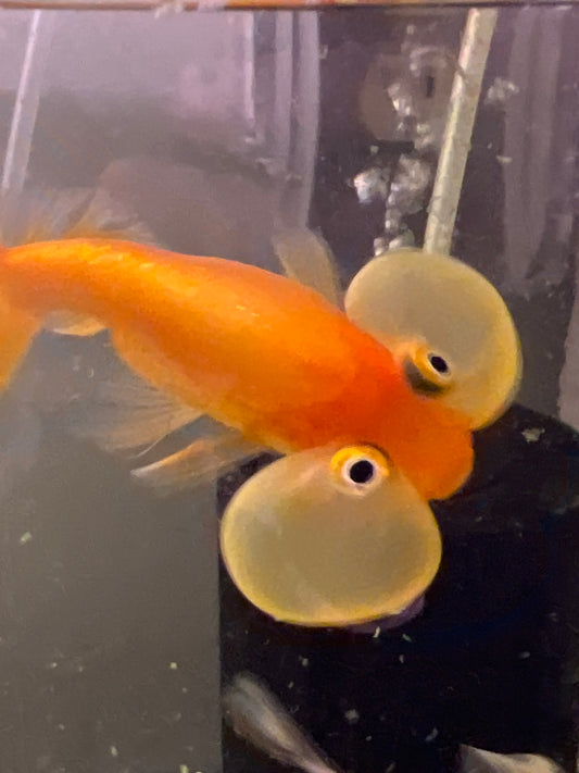 Red Bubble Eye Goldfish