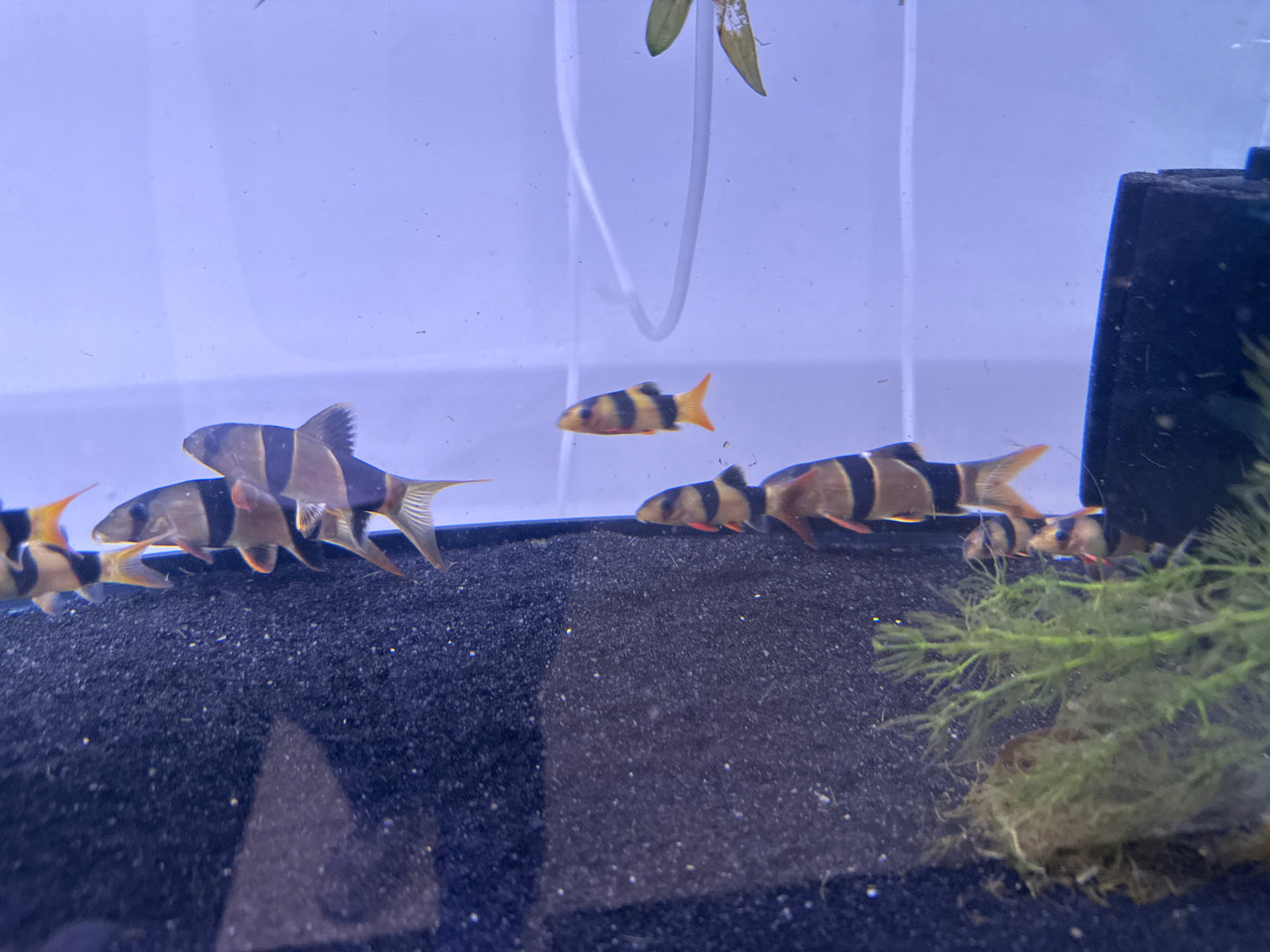 Clown Loach