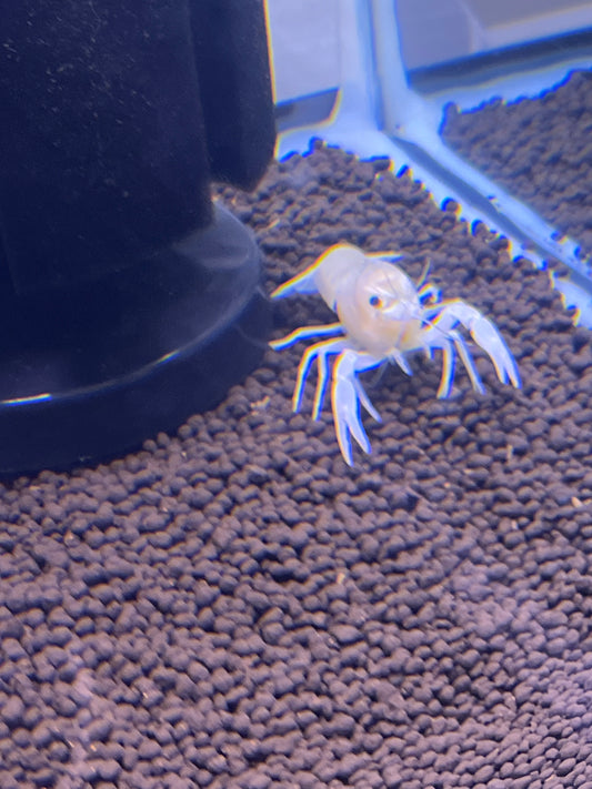 Vanilla Crawfish