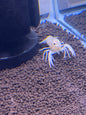 Vanilla Crawfish