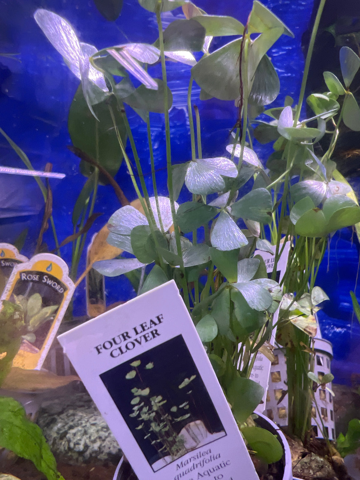 Four Leaf Clover Submersed Potted Plant