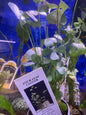 Four Leaf Clover Submersed Potted Plant