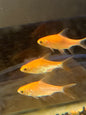 Albino Tinfoil Barb
