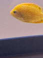 Red Spot Gold Severum