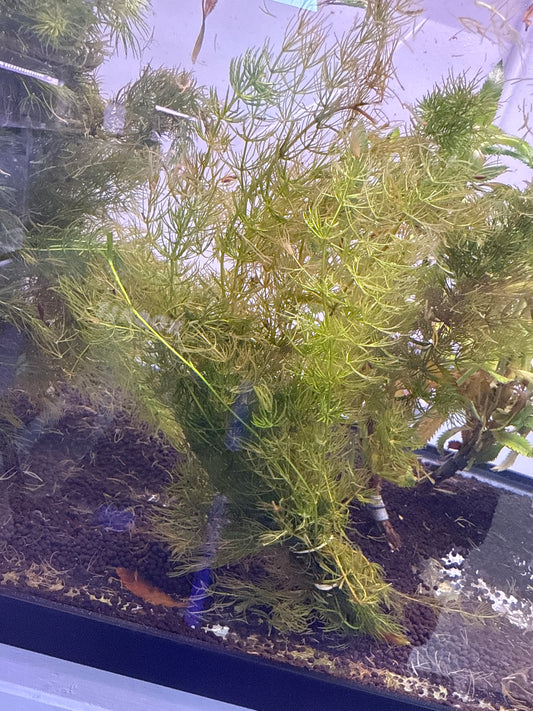 Hornwort