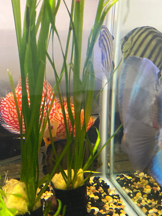 Jungle Val