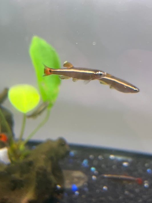White Cloud Minnow
