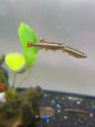 White Cloud Minnow