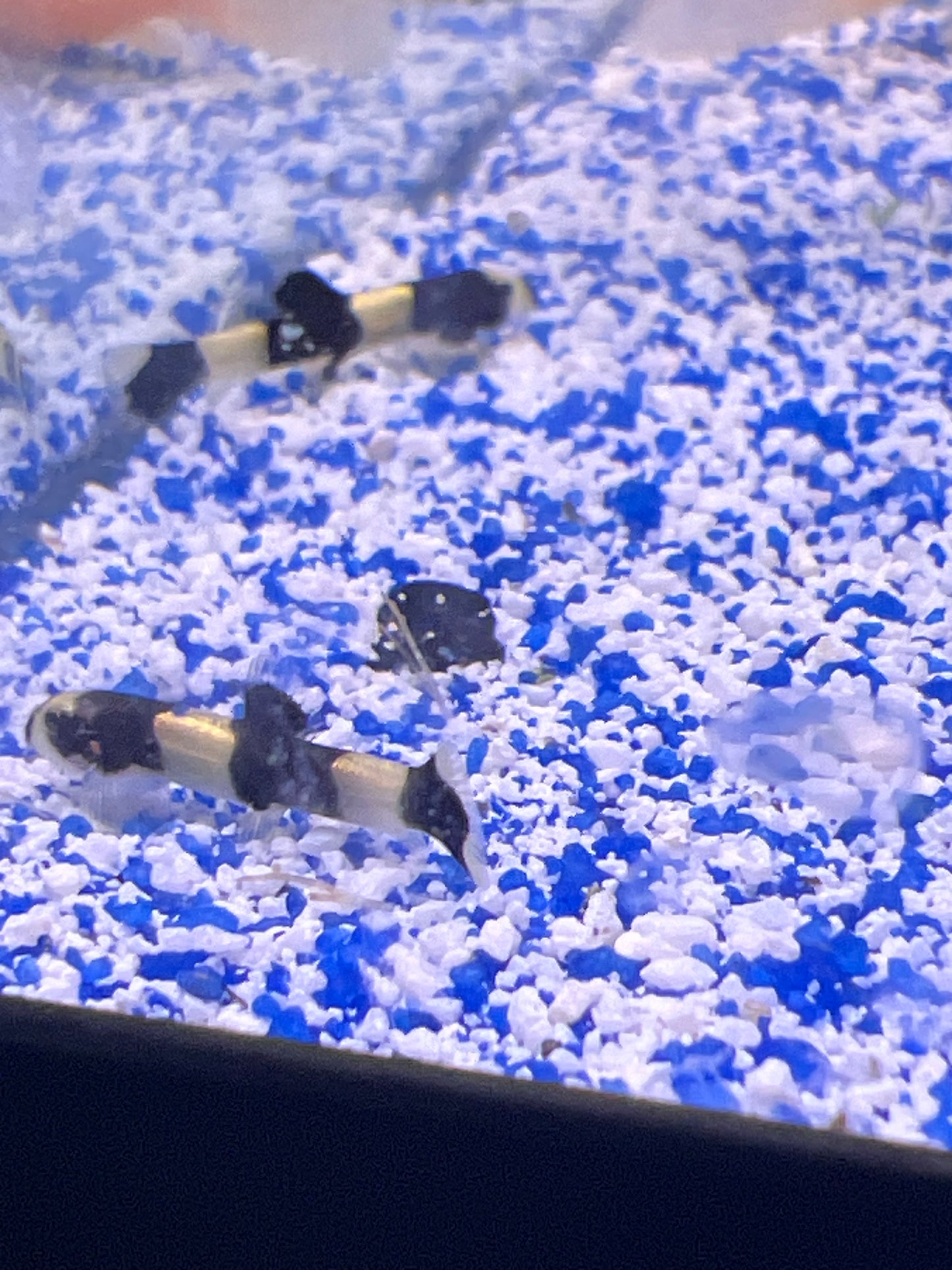 Panda Loach