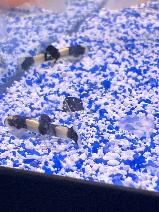 Panda Loach