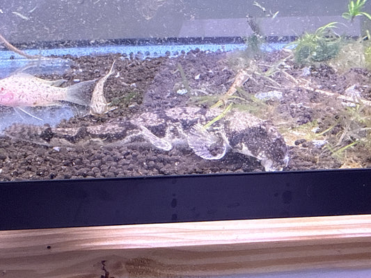Mooseface Loach