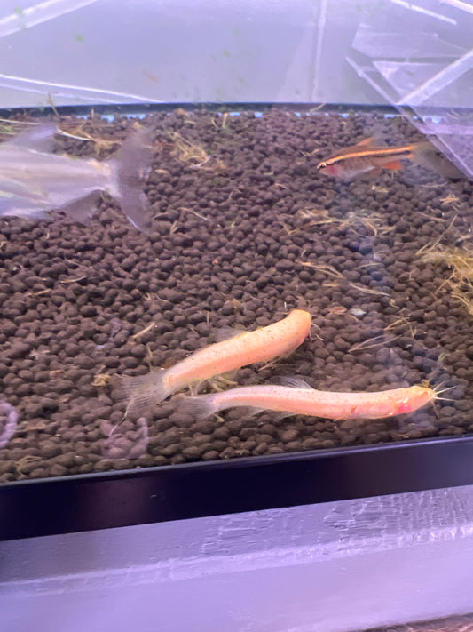 Gold Dojo Loach