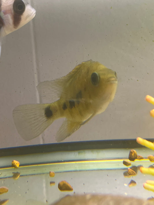 Chisel Tooth Cichlid