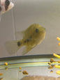 Chisel Tooth Cichlid