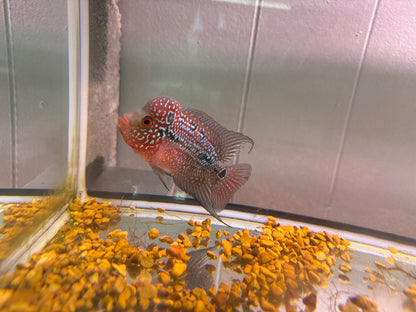 Cherry Humphead Flowerhorn