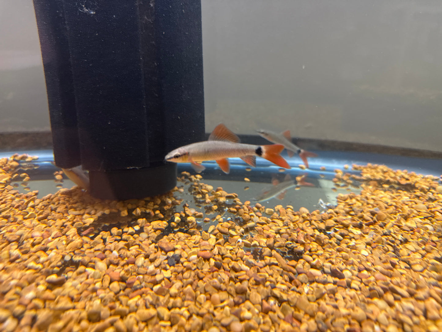 Rainbow Shark
