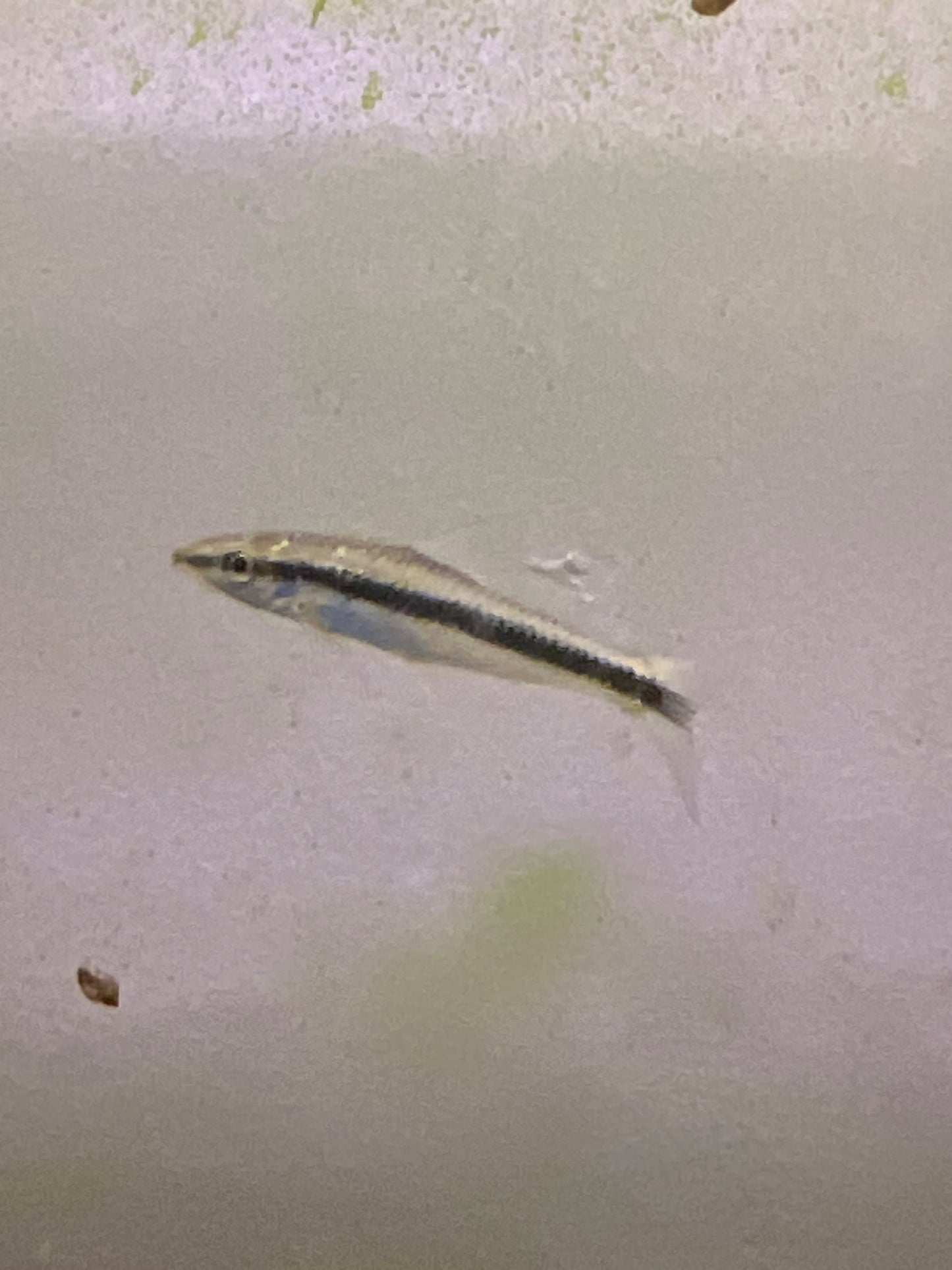 Siamese Algae Eater