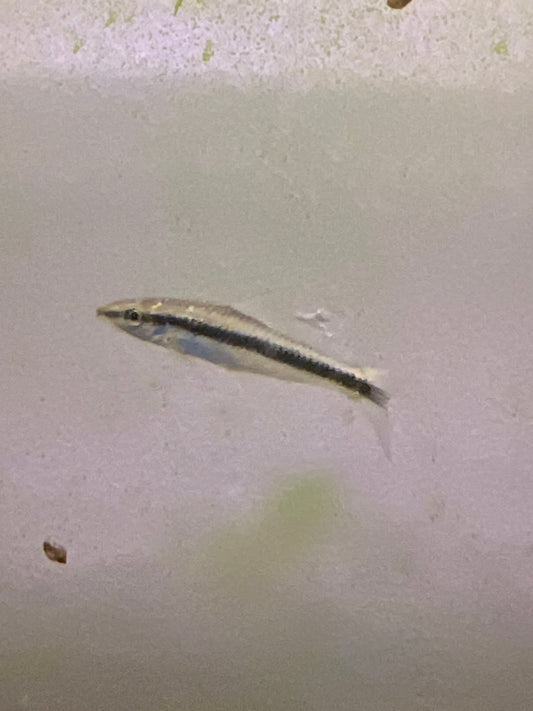 Siamese Algae Eater