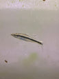 Siamese Algae Eater