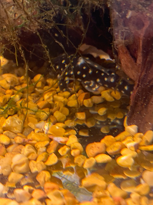 Mini Snowball Pleco L471